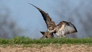 Ein Mäusebussard schlägt auf einem Acker Beute. Bei Nieder-Hilbersheim hat ein Greifvogel einen Radfaher attackiert, der daraufhin schwer gestürzt ist