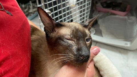 Eine Katze mit eitrigen Augen. Sie ist eine von zwölf verwahrlosten Rassekatzen, die im Tierheim Ingelheim abgegeben wurden.