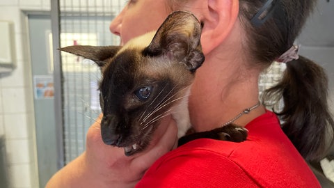 Tierpflegerin Lena Rifko im Tierheim Ingelheim hält eine abgemagerte Rassekatze in ihren Armen.