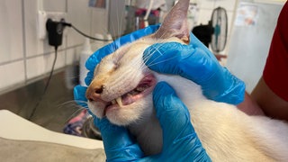 Eine Katze wird behandelt. Sie ist eine von zwölf verwahrlosten Rassekatzen, die im Tierheim Ingelheim abgegeben wurden.