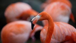 Die Flamingos aus Mainz sollen ein Denkmal bekommen.