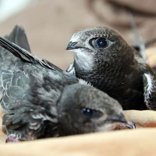 In den Tierheimen in Rheinhessen werden viele junge Mauersegler abgegeben.
