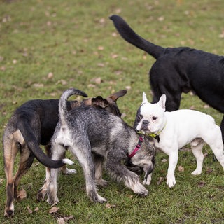 Auf einer Hundewiese können sich die Hunde austoben und KOntakt mit anderen Hunden pflegen.