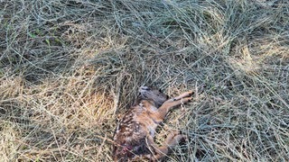 Ein totes Rehkitz lieg im Gras: Auf einem Feld bei Bad Kreuznach sollen zwei Rehkitze durch Mähdrescher getötet worden sein. 