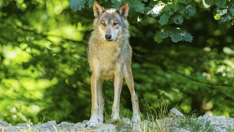 Ein Wolf ist im Wald unterwegs - der Wolf aus der Region Soonwald-Nahe ist nicht mehr aufgetaucht.