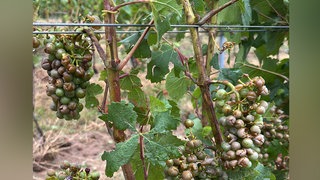 Zahlreiche Trauben sind völlig ruiniert.