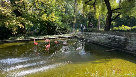 Am Montag nehmen die sechs Flamingos aus dem Mainzer Stadtpark eine letzte Dusche, bevor sie in ihr neues Zuhause in Mannheim und Heidelberg gebracht werden