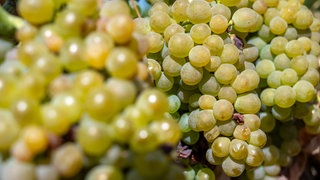 Reife Solaris-Trauben an einem Weinstock: In Worms wird bereits neuer Wein gelesen