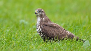 Ein Mäusebussard sitzt auf einer Wiese (Symbolbild). In Bad Sobernheim wurde ein verletzer Bussard vom Straßenrand gerettet. 