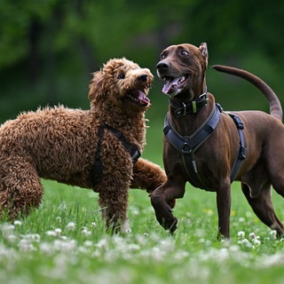 Zwei Hunde spielen auf einer Wiese. Die Stadt Mainz plant eine Hundewiese.