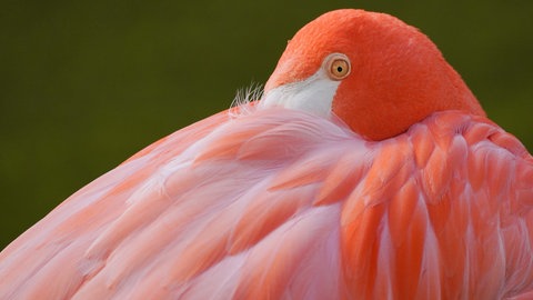 Ein Flamingo versteckt seinen Kopf hinter seinem Flügel.