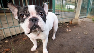 Eine Französische Bulldogge sitzt in einem Tierheim und guckt in die Kamera (Symbolbild).