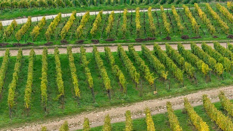 Weinberg mit parallel angeordneten Reben und Wegen von oben (Symbolbild): In Rheinhessen haben Diebe erneut Trauben geklaut.
