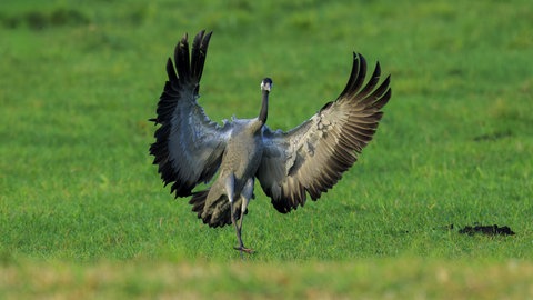 Ein Kranich breitet seine Flügel aus. Im Kreis Mainz-Bingen ist ein toter Kranich gefunden worden. Er wird auf die Vogelgrippe untersucht. (Symbolbild)