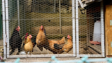 Hühner in einem Stall: Wegen der Vogelgrippe gilt jetzt in ganz Rheinhessen die Stallpflicht (Symbolbild)