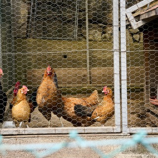 Hühner in einem Stall: Wegen der Vogelgrippe gilt jetzt in ganz Rheinhessen die Stallpflicht (Symbolbild)