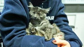 Eine graue Katze kuschelt auf dem Arm einer Polizistin in Oppenheim.