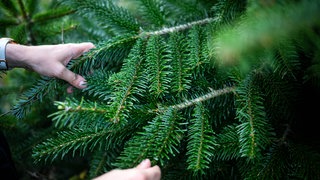 Auf einer Weihnachtsbaumplantage werden die Bäume kontrolliert.