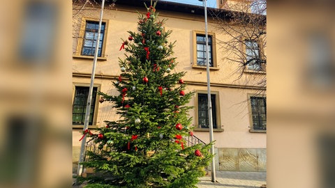 Der neue Weihnachtsbaum von Gimbsheim ist fertig geschmückt. 