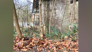 Ein abgesägter Baum: Die Stadt Bad Kreuznach verzeichnet seit mehreren Wochen erhebliche Schäden an Bäumen und Gehölzen entlang des Naheufers.