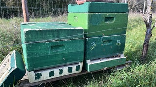 Zwei Bienenvölker in zwei Kisten sind in Ingelheim gestohlen worden. 