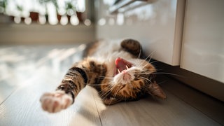 Eine Katze liegt fauchend auf dem Boden (Symbolbild) - Ein TikToker aus Mainz muss seine Katzen jetzt wegen Tierquälerei abgeben.