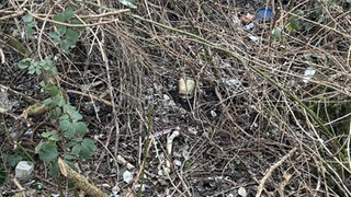 In Worms wurden in einem Gebüsch Knochen eines Menschen gefunden.