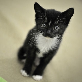 Eine Katze im Tierheim Mainz. Alle Tiere müssen wegen des Abrisses der Hochbrücke umziehen.
