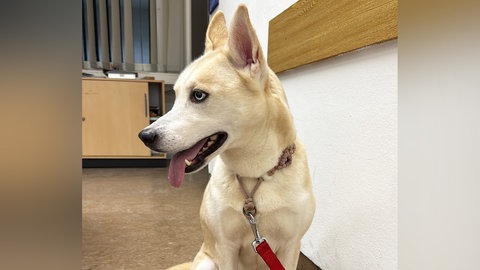 Diese Husky-Mischlingshündin wurde in Sponheim bei Bad Kreuznach gefunden.