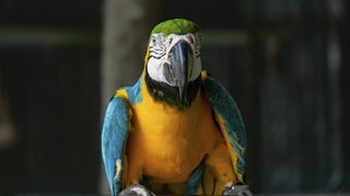 Ein Papagei sitzt auf einer Stange: Ein Artgenosse hat in Bad Kreuznach einen Polzeieinsatz ausgelöst (Symbolbild) 