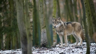 Ein Wolf steht zwischen Bäumen in einem Waldstück (Symbolbild).