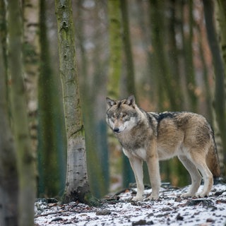 Ein Wolf steht zwischen Bäumen in einem Waldstück (Symbolbild).