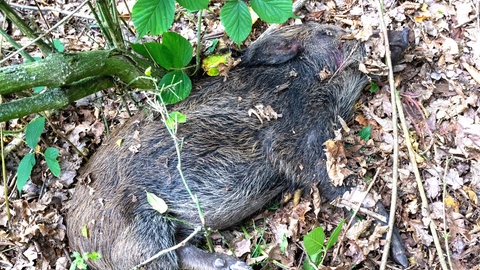 Ein totes Wildschwein liegt in einem Gebüsch. (Symbolbild)