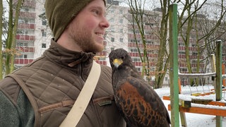 Falkner Fabian Emde hält einen Bussard auf dem Arm. Der Greifvogel soll Krähen auf dem Mainzer Lerchenberg vertreiben