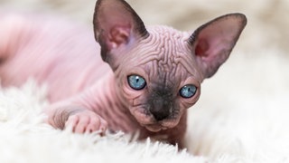 Eine Nacktkatze der Rasse Canadian Sphynx liegt auf einem Teppich.