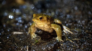 Eine Kröte wandert bei Dunkelheit und im Regen über eine nasse Fahrbahn. Die Amphibienwanderung bei Bingen ist in vollem Gang.