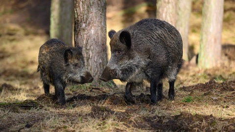 Zwei Wildschweine im Wald: Feste Zäune sollen gegen die Schweinpest helfen