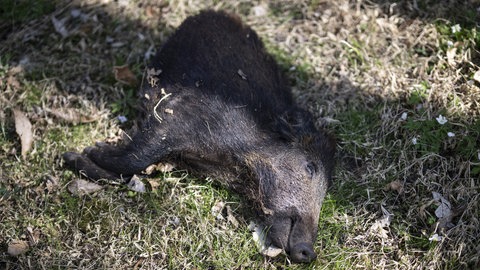 Ein totes Wildschwein liegt auf dem Boden. Die Afrikanische Schweinepest führt oft zum Tod.