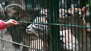 Kinder füttern Muffelwild durch ein Gitter. Im Wildpark Mainz-Gonsenheim sind viele Tiere erkrankt, weil sich von Besuchern verbotenerweise gefüttert wurden. 
