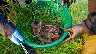 Helfer tragen in einem Korb ein Rehkitz an den Rand einer Wiese. Die Kitztrettung Rheinhessen sucht Freiwillige, die rund um Mainz mithelfen