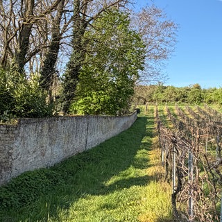Weinreben am alten jüdischen Friedhof in Osthofen