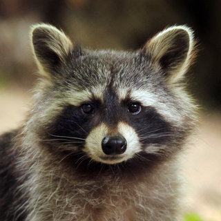 Ein Waschbär in der Fasanerie in Wiesbaden. Ein ähnliches Tier saß in der Höhre auf einem Fenstersims einer Schule und musste von der Feuerwehr gerettet werden (Symbolbild)