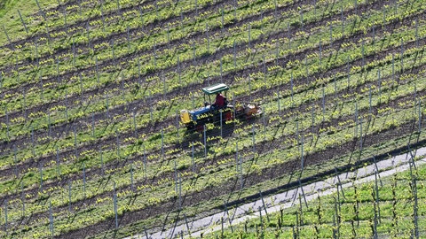 In Saulheim ist ein Landwirt tödlich verunglückt. Er wurde bei einem Unfall im Weinberg unter seinem Traktor begraben. (Symbolbild)