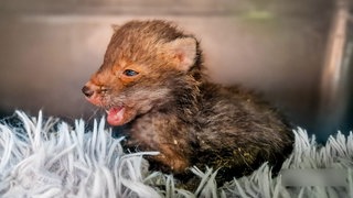 Ein kleiner, zersauster Fuchswelpe sitzt mit offenem Maul auf einem flauschigen Teppich.