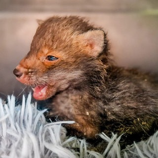 Ein kleiner, zersauster Fuchswelpe sitzt mit offenem Maul auf einem flauschigen Teppich.