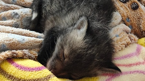 Ein Fuchswelpe liegt schlafend auf Decken.