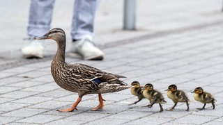 Eine Entenfamilie läuft über ein Straße.