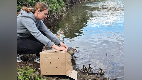 Eine Tierschützerin der Naturschutzgruppe Nahe setzt Küken einer Nilgansfamilie in der Nahe aus. Um die Tiere sicher zur Nahe zu bringen, haben die Helferinnen die Küken in einem Pappkarton zum Ufer gebracht.