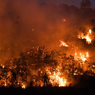 Symbolbild: Schon ein einziger Funken kann einen Waldbrand auslösen, auch in Rheinhessen und an der Nahe.