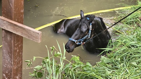 Die Feuerwehr hat bei Schwabenheim ein Pferd aus der Selz gerettet. Das Tier war von einer Brücke gerutscht.